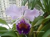 Lc. Dinard ‘Blue Heaven'